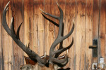 Taxidermy Stags Head By Spicer