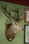 Taxidermy Stags Head By Spicer