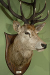 Taxidermy Stags Head By Spicer