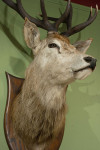 Taxidermy Stags Head By Spicer