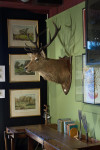 Taxidermy Stags Head By Spicer