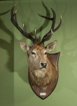 Taxidermy Stags Head By Spicer
