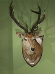 Taxidermy Stags Head By Spicer