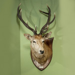 Taxidermy Stags Head By Spicer
