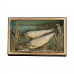 Pair Of Taxidermy Fish, Chub In Glazed Case