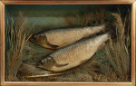 Pair Of Taxidermy Fish, Chub In Glazed Case