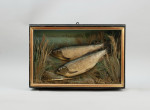Pair Of Taxidermy Fish, Chub In Glazed Case