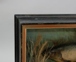 Pair Of Taxidermy Fish, Chub In Glazed Case