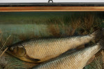 Pair Of Taxidermy Fish, Chub In Glazed Case