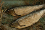 Pair Of Taxidermy Fish, Chub In Glazed Case