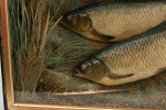 Pair Of Taxidermy Fish, Chub In Glazed Case