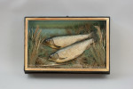 Pair Of Taxidermy Fish, Chub In Glazed Case