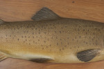 Farlow Brown Trout Trophy Model 1904