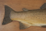 Farlow Brown Trout Trophy Model 1904