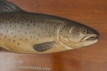 Farlow 1904 Brown Trout Trophy Model