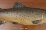 Farlow 1904 Brown Trout Trophy Model