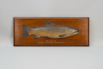 Farlow 1904 Brown Trout Trophy Model