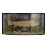 Taxidermy, Trout In Bow Fronted Case
