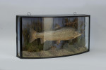 Taxidermy, Trout In Bow Fronted Case