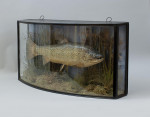 Taxidermy, Trout In Bow Fronted Case