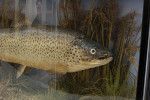 Taxidermy, Trout In Bow Fronted Case