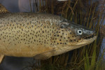 Taxidermy, Trout In Bow Fronted Case