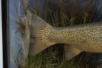 Taxidermy, Trout In Bow Fronted Case