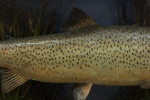 Taxidermy, Trout In Bow Fronted Case