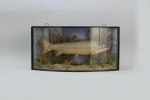 Taxidermy, Trout In Bow Fronted Case