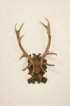 Pair Of Red Deer Antlers On Carved Shield