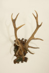 Pair Of Red Deer Antlers On Carved Shield