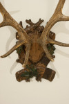 Pair Of Red Deer Antlers On Carved Shield