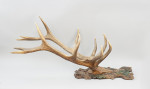 Pair Of Red Deer Antlers On Carved Shield