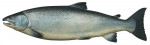 Carved Salmon Fish Trophy