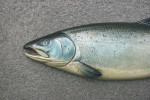 Carved Salmon Fish Trophy