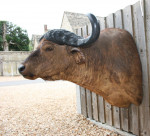 Cape Buffalo