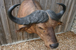 Cape Buffalo