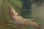 Fishing Oil On Board Of A Trout Being Landed