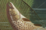Fishing Oil On Board Of A Trout Being Landed