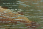 Fishing Oil On Board Of A Trout Being Landed