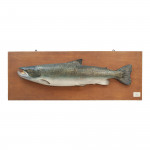 1970's Salmon Trophy Model