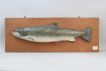 1970's Salmon Trophy Model