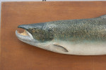 1970's Salmon Trophy Model