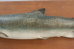 1970's Salmon Trophy Model