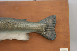 1970's Salmon Trophy Model