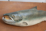1970's Salmon Trophy Model