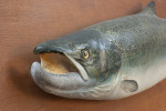1970's Salmon Trophy Model