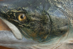 1970's Salmon Trophy Model