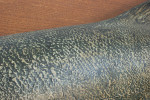 1970's Salmon Trophy Model