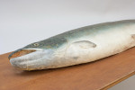 1970's Salmon Trophy Model